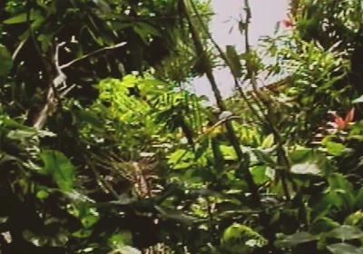 Gay Island Scene-2_two Muscular Gay Men Fucking Hard in the Jungle