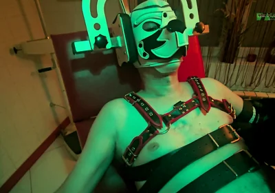 Playing Puppies the Second Examination