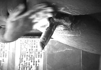 Extreme Handjob Cumshot Solo Play