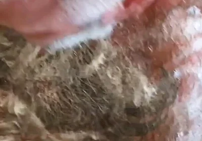 Still Dirty