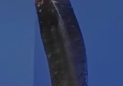 Sucking a Huge Black Cock in a Glory Hole