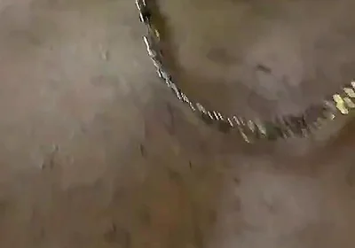 Two Twinkies, Secluded in the Forest