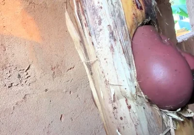 The Prisoner Find Hard Way to Sex