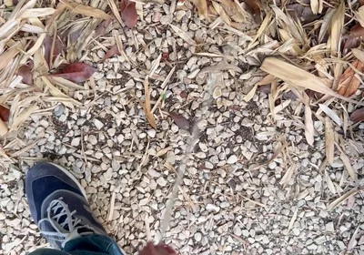 Peeing in the Garden