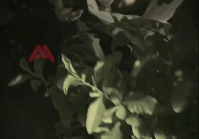 Amateur Boy Sucks a Guy He Found Jerking-off in the Street