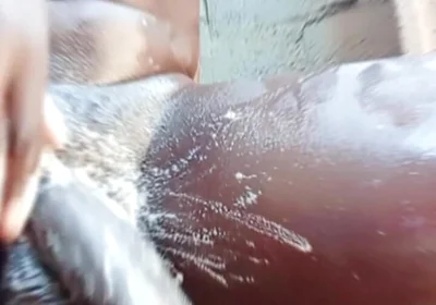 Neighbor Masturbates to Pornstar Queenroyalty and Cumz Hard!