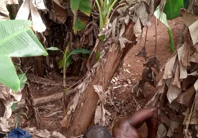 The Valentine Have Leash One Plantain Most Dick Hole