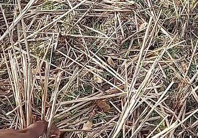 Bhabhi Gay Boy Outdoor Masterbate Pussy Hole