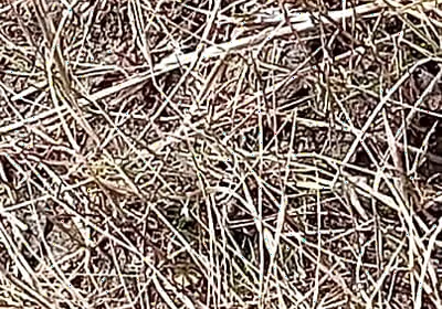 Gay Boy Outdoor Pussy Fuck Sissy Anal