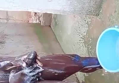 BBC Massage Orgys in Africa