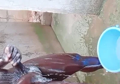 BBC Massage Orgys in Africa