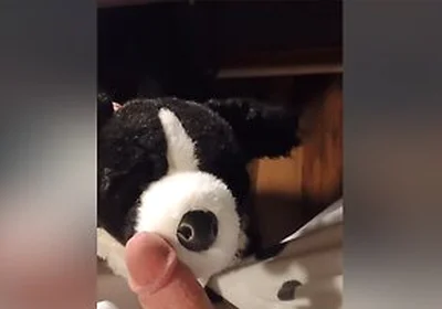 Border Collie Plushie Licks And Makes Onesie Pubby Cum!