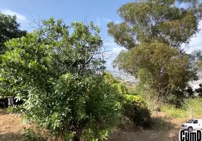 Caught Sucking Big Cock Blow Job Swallow Cum