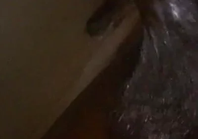 Wow These Balls Are Really Huge I Love Wanking Them