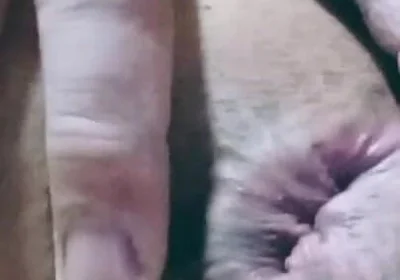 Nice Anal