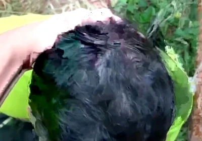 Two Males of Large Piroca Making Blows in the Forest.