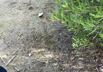 Cruising Adventures: Ep. 3, Madrid Outdoor Suck and Fuck Latino Guy and His Boyfriend