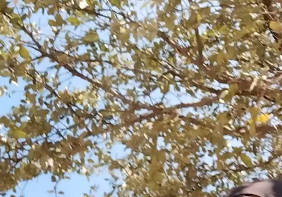 Me in the Park Alone Giving Pleasure to Till I Get Milk