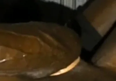 Rubbing Squeezing My Big Balls Stroking My BBC