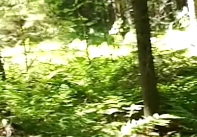 Chubbby Adventurer Forest Trips Over the Years