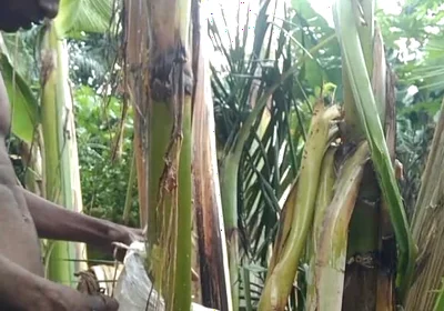 Man All Alone in the Forest and Make the Plantain Tree Is Wife and Fuck on It