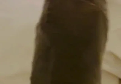 Nothing Stops Me From Wanking to Porn Daily