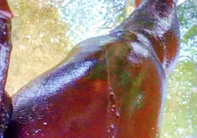 A Huge Dick Ready for Your Ass and Pussy