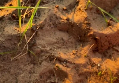 Wanna Taste All of My Cum?