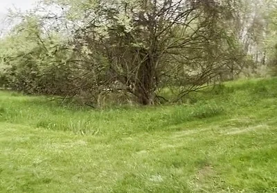 Jockstrap Park Tease: Muscular Asian Hunk Flexes, Fucks the Grass & Explodes in Cum