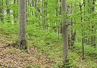I Chase Him Through the Leaves