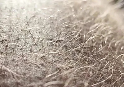Ginger Fur