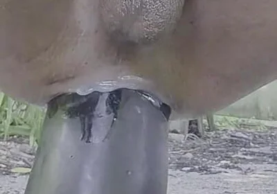 Extreme Pleasure