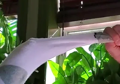 Bear Jerks off in White Sox with Some Help From BBC