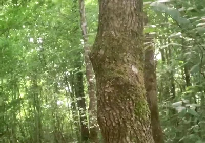 Once Again in the Forest