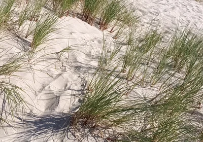 Hot Dilf Nude Beach Big Cock Showing off in the Dunes - Rockardglans
