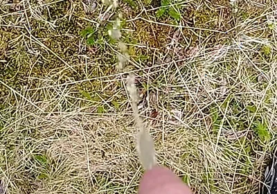 Pissing up in the Mountains