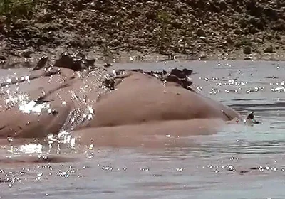 Deep, Creamy Brown Mud Bath in a Sand Pit