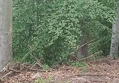 Forest Exhibition: a Banished Bird in a Beech Forest
