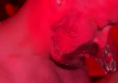 Bear Cruises the Dark Rooms