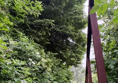 Netherland Guy Dared Strips and Walks Naked in the Park Candid