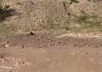 A Great Mud Adventure