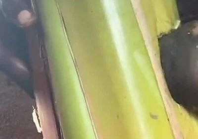 Best Plantain Tree Fucking Cumin Amateur