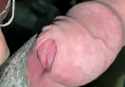 Close up Uncut Handsfree Cumshot After Hose Suction
