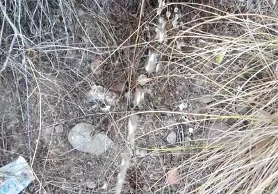 Risky Piss, I Had to Urinate in a Field Behind Some Flats Because My Cock Needed to Pee.