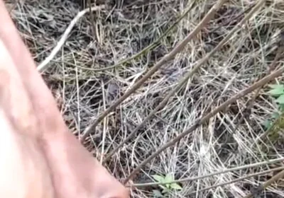 Outdoor Cumshot Complaition in Jungle