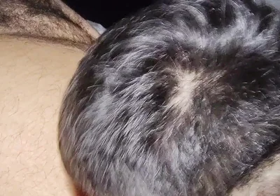 Suck My Fat Pig's Dick