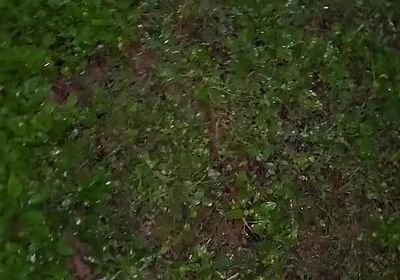 Almost Caught in a Park