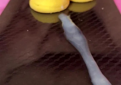 Does Anyone Not Like Sperm Cookies?