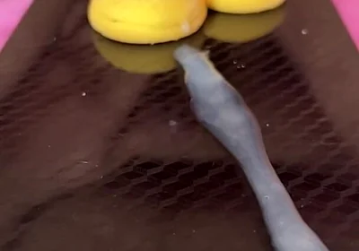 Does Anyone Not Like Sperm Cookies?