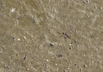 Short Test in the Mudflats on the Beach of Horumersiel